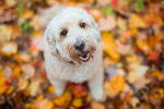 Un Goldendoodle assis sur un sol jonchés de feuilles mortes et ayant la gueule légèrement ouverte 
