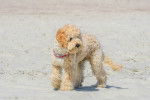 Un Goldendoodle sur une surface sableuse et portant un collier autour du cou