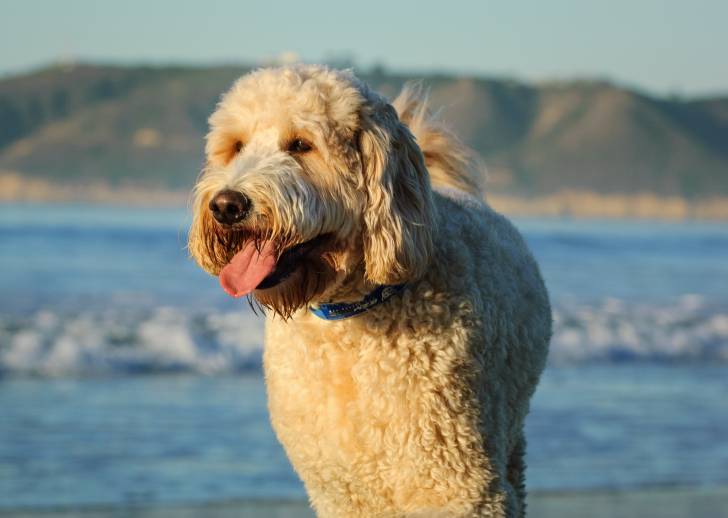 Un Goldendoodle à la mer