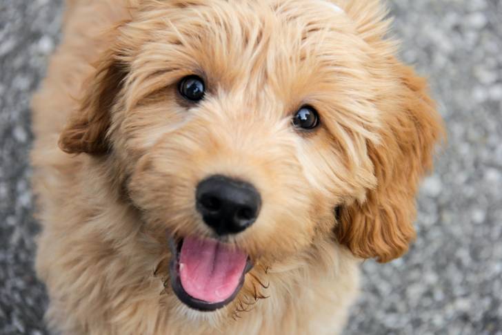 Un Goldendoodle mignon vu de dessus