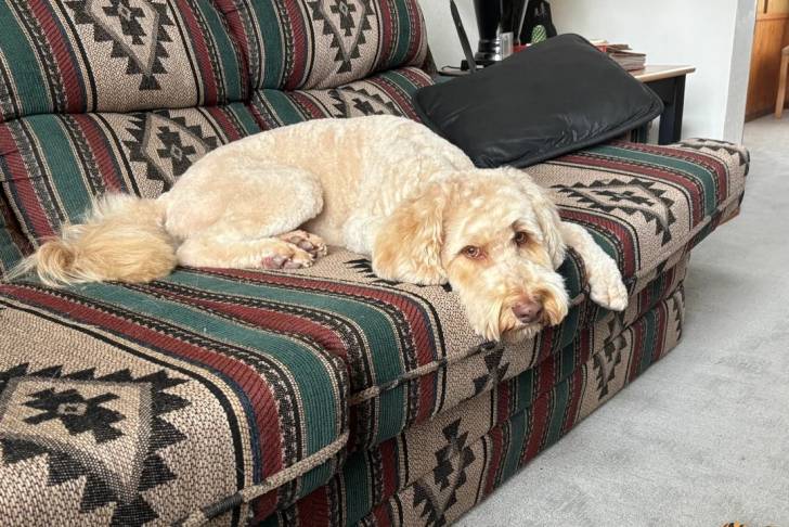 Un Goldendoodle allongé sur un canapé et regardant vers la caméra 