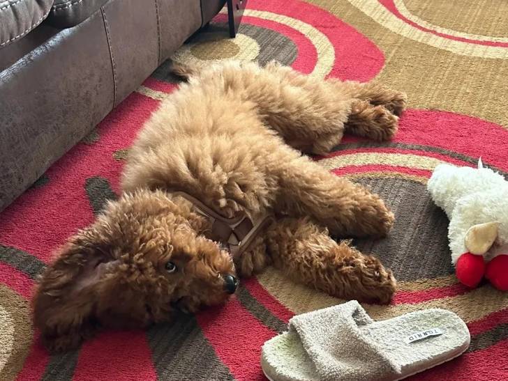 Un Goldendoodle allongé sur un tapis et portant un harnais 