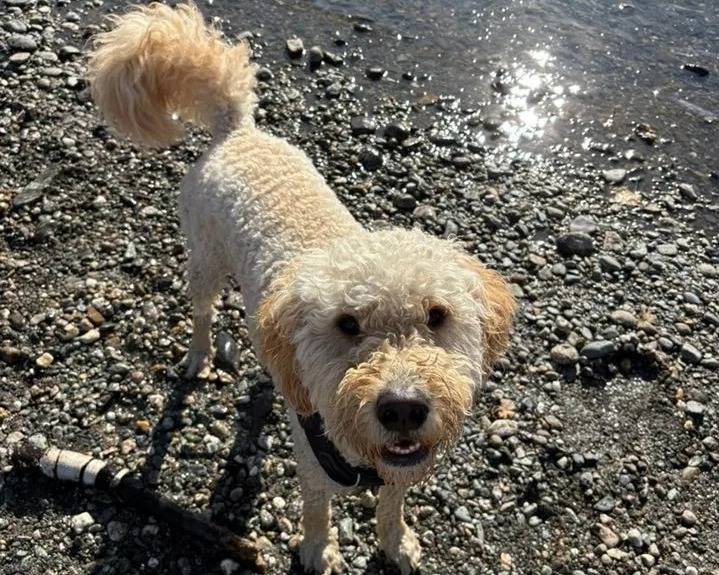 Un Goldendoodle sur une surface rocailleuse et portant un harnais 
