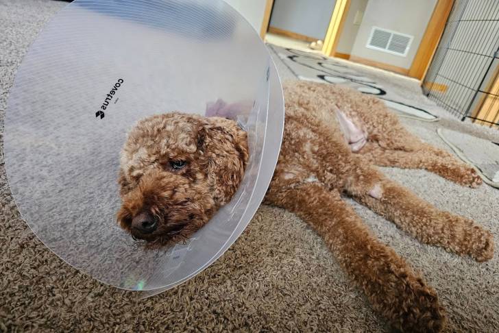 Un Goldendoodle allongé sur une moquette et portant un carcan 