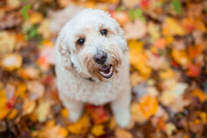 Un Goldendoodle assis sur un sol jonchés de feuilles mortes et ayant la gueule légèrement ouverte 