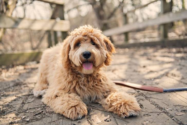 Un Goldendoodle allongé sur un pont en bois et tirant la langue  