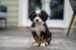 Sadie - Bernedoodle