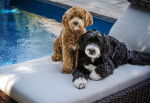 Photo Bernedoodle