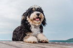 Photo Bernedoodle