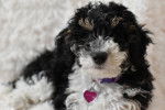 Photo Bernedoodle