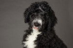 Photo Bernedoodle