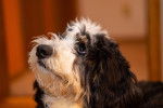 Photo Bernedoodle