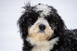 Photo Bernedoodle