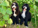 Deux Bernedoodle assis sur un terrain herbeux et ayant tous les deux la langue pendante 