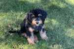 Un Bernedoodle assis sur un terrain herbeux et portant un harnais 