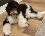 Un Bernedoodle allongé sur un plancher et portant un collier autour du cou