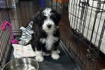 Un Bernedoodle assis dans une cage 