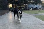 Un Bernedoodle marchant sur une surface bétonnée 