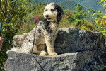 Un Bernedoodle assis sur un rocher et qui est tenu en laisse 