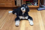 Un Bernedoodle allongé sur un plancher 