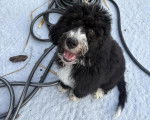 Un Bernedoodle assis sur un tapis et ayant la gueule ouverte