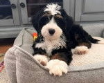 Un Bernedoodle allongé dans un panier et regardant vers la caméra 