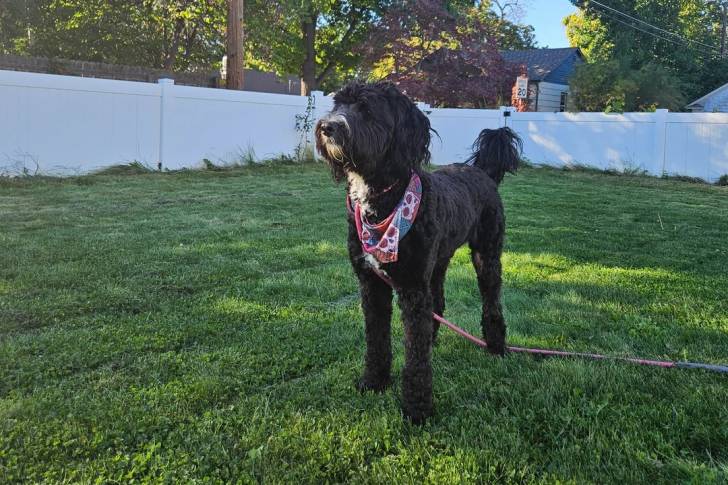 Un Bernedoodle sur une surface gazonnée et qui est tenu en laisse 