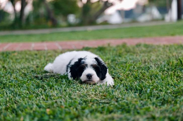Un Bernedoodle allongé sur un terrain herbeux 