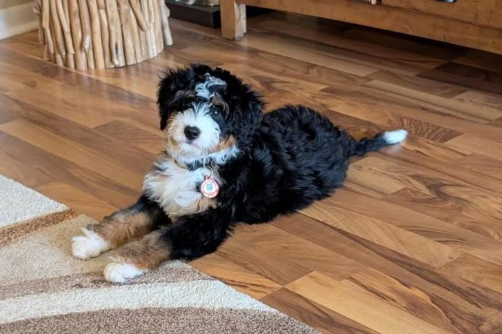 Un Bernedoodle allongé sur un plancher et portant un collier autour du cou