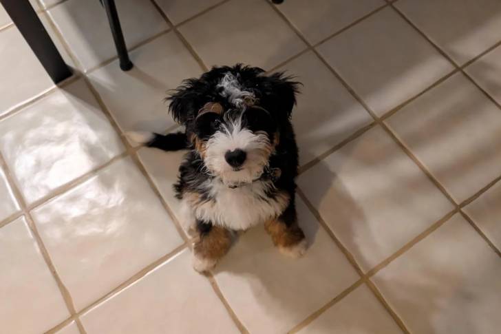 Un Bernedoodle assis sur un sol carrelé et portant un collier autour du cou