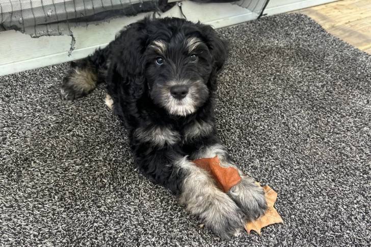 Un Bernedoodle allongé sur un tapis et semblant détendu 