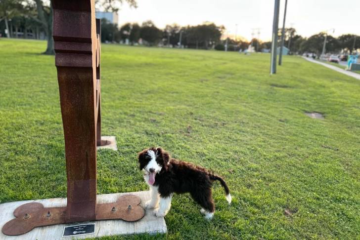 Un Bernedoodle sur une surface gazonnée et ayant la langue pendante 