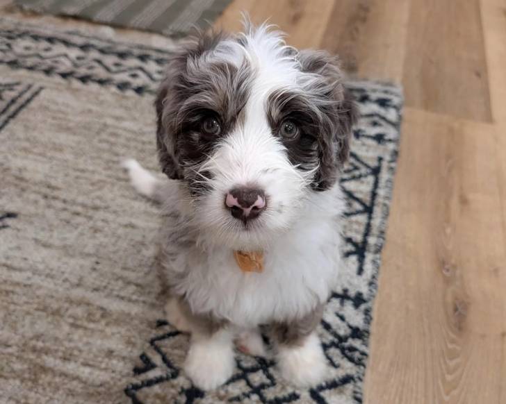Un Bernedoodle assis sur un tapis et portant un collier autour du cou