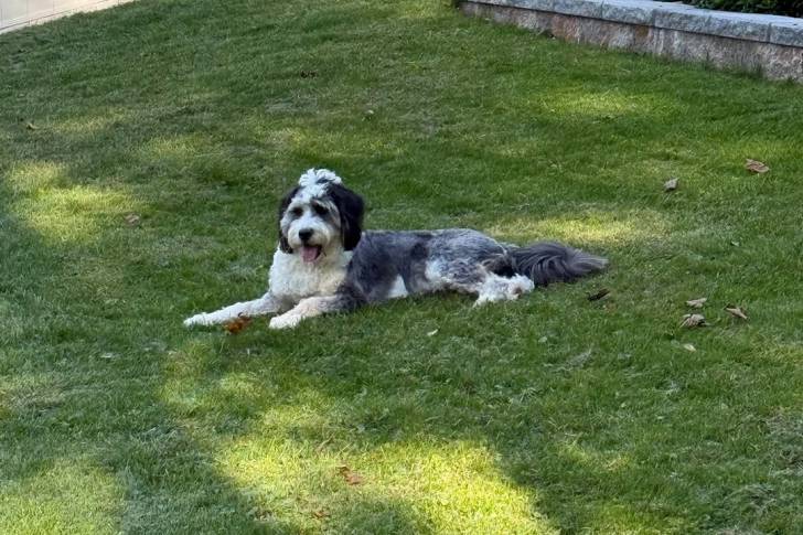 Un Bernedoodle allongé sur une surface gazonnée et tirant la langue 