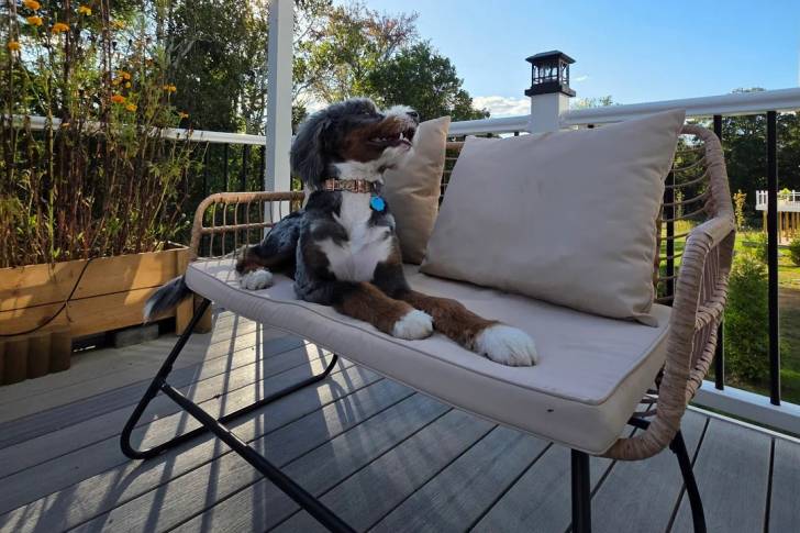 Un Bernedoodle allongé sur un canapé et portant un collier autour du cou