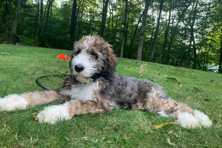 Un Bernedoodle allongé sur une surface gazonnée et qui est tenu en laisse 