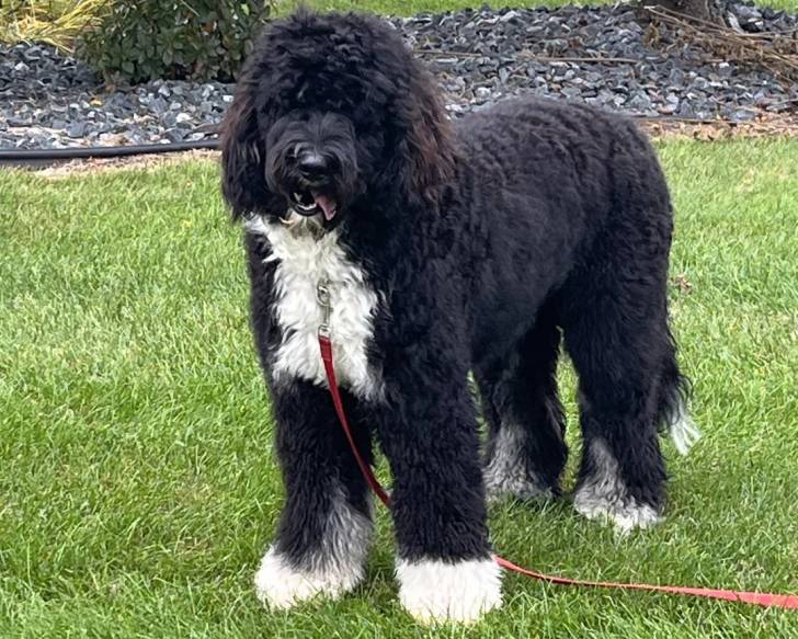 Un Bernedoodle sur une surface gazonnée et qui est tenu en laisse