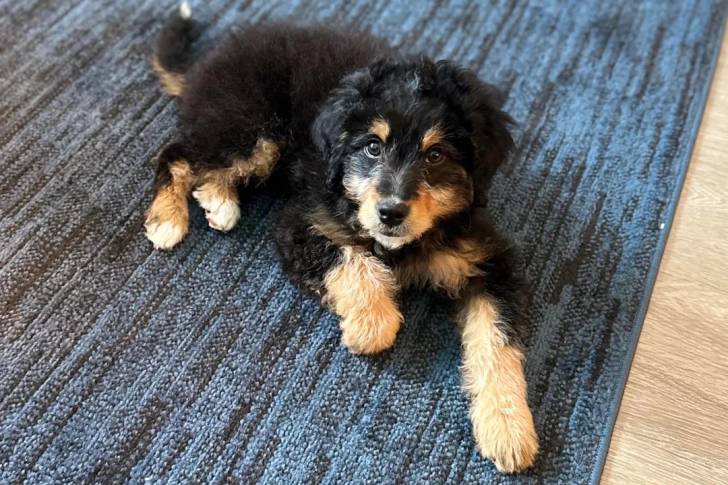 Un Bernedoodle allongé sur un tapis 