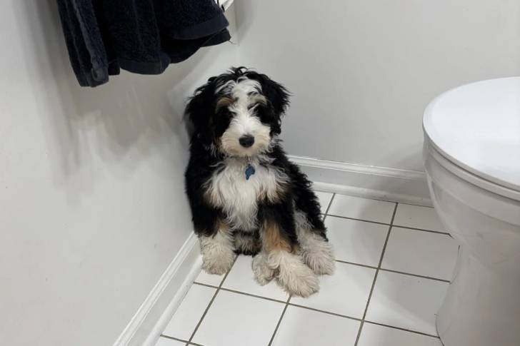 Un Bernedoodle assis sur un sol carrelé et portant un collier autour du cou
