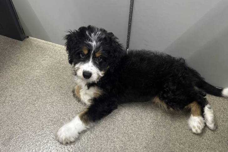 Un Bernedoodle allongé sur une surface bétonnée et regardant vers la caméra 