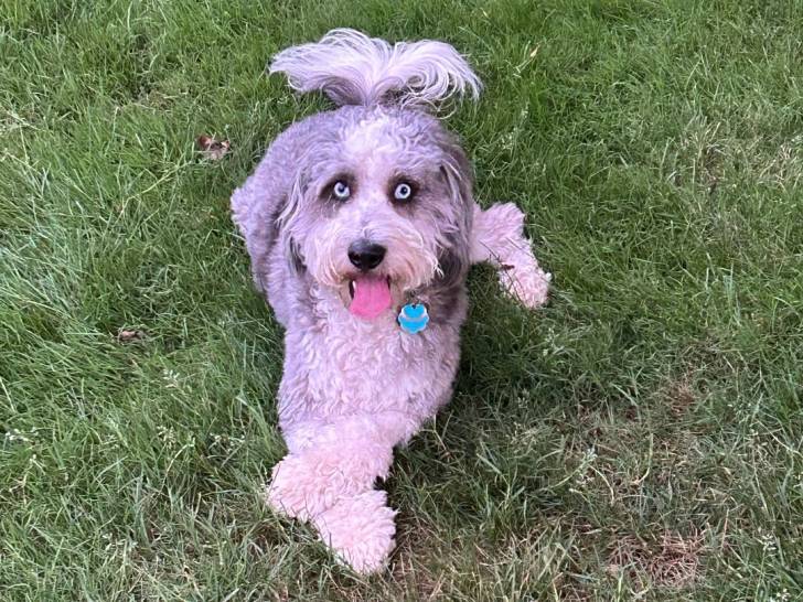 Un Bernedoodle allongé sur une surface gazonnée et portant un collier autour du cou