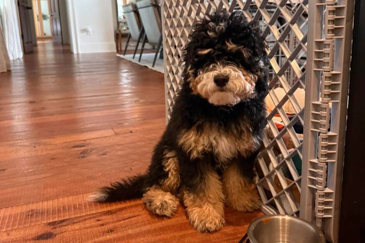 Un Bernedoodle assis sur un plancher et semblant détendu