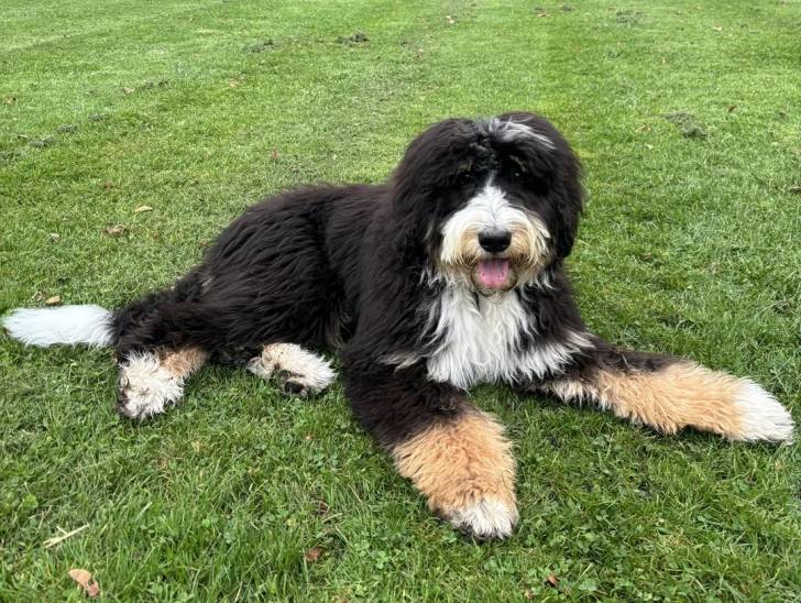 Un Bernedoodle allongé sur un terrain gazonné et tirant la langue 
