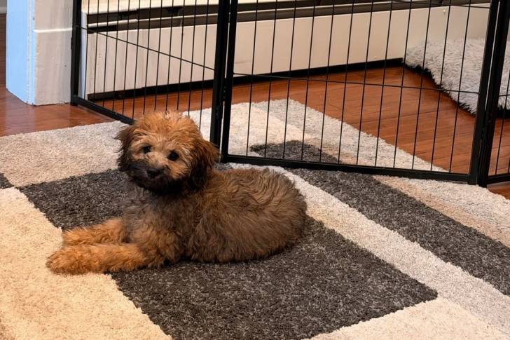 Un Bernedoodle allongé sur un tapis et regardant vers la caméra 