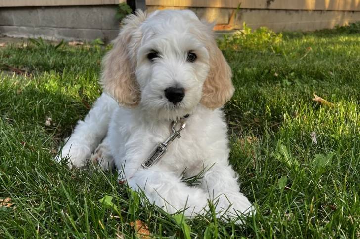 Un Bernedoodle allongé sur un terrain gazonné et portant un collier autour du cou