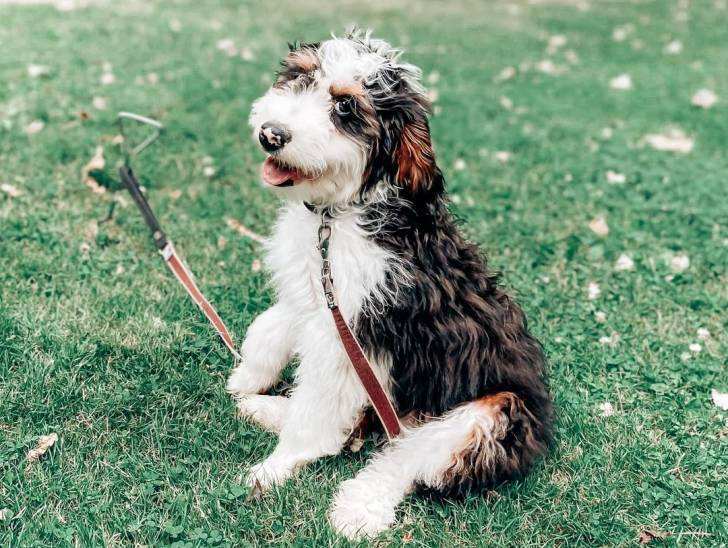 Un Bernedoodle assis sur une surface gazonnée et qui est tenu en laisse 
