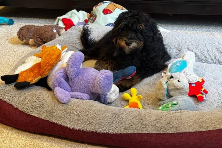 Un Bernedoodle allongé dans un panier 