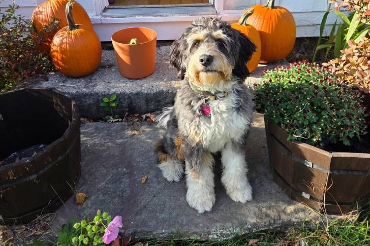 Un Bernedoodle assis sur une surface bétonnée et portant un collier autour du cou 