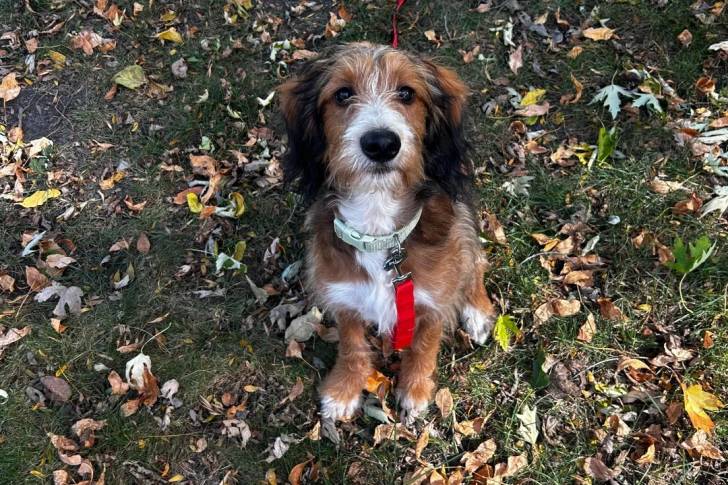 Un Bernedoodle assis sur un terrain herbeux et portant un collier autour du cou