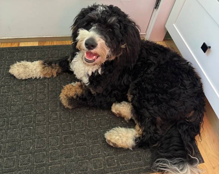 Un Bernedoodle allongé sur un tapis et ayant la gueule légèrement ouverte 